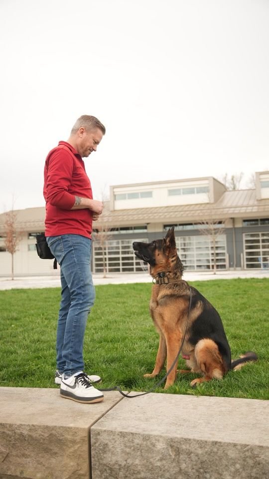 Obedience training session with a German Shepherd