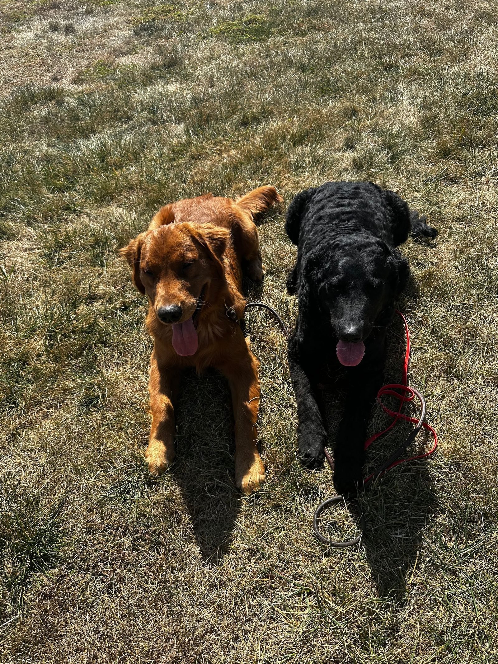 Two dogs sitting calmly together after training