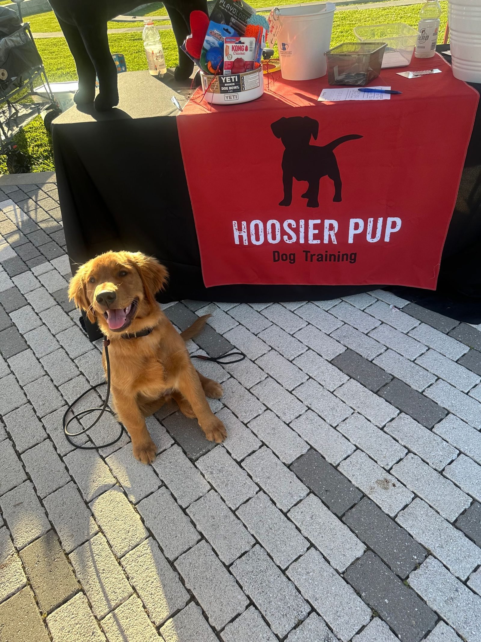 Golden retriever puppy at the Hoosier Pup training table