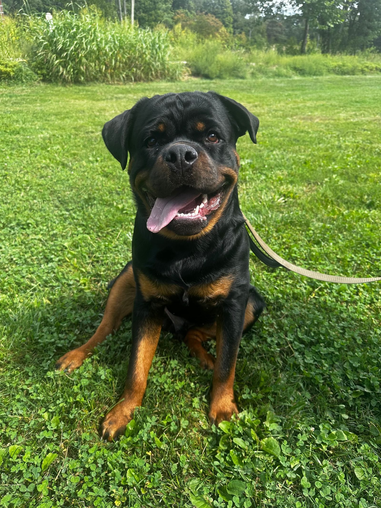 Behavior modification session with a Rottweiler